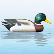 APPELANT CANARD COLVERT SPORT PLAST